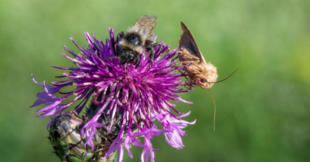 découvrez les différentes formes d’adaptations : comment les organismes, les œuvres ou les technologies évoluent pour répondre à de nouveaux environnements et besoins. explorez exemples, explications et enjeux actuels.